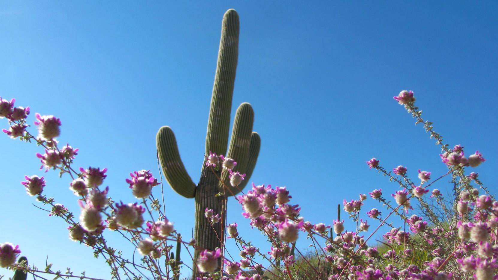 Tucson weather: Sunny skies and above normal highs